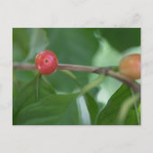 Coffee Cherries Natuur Foto Briefkaart (Voorkant)