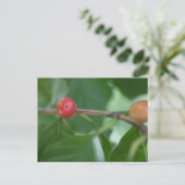 Coffee Cherries Natuur Foto Briefkaart (Staand voorkant)