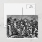 Coffee Harvest Briefkaart (Voorkant / Achterkant)