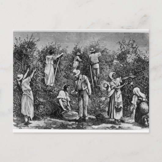 Coffee Harvest Briefkaart (Voorkant)