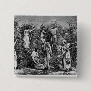 Coffee Harvest Vierkante Button 5,1 Cm