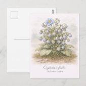 Cogitata infinita - De Eindeloze Denker Botanisch Briefkaart (Voorkant / Achterkant)