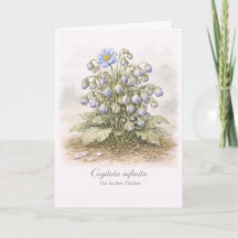Cogitata infinita - De Eindeloze Denker Botanisch