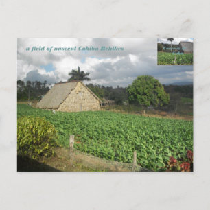 Cohiba Bahikes? Briefkaart