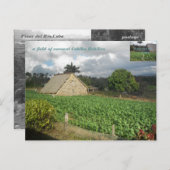 Cohiba Bahikes? Briefkaart (Voorkant / Achterkant)