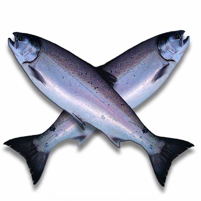 Coho Salmon Cross Fotosculptuur Staand Fotobeeldje (Voorkant)