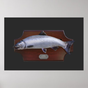 Coho Salmon Trophy Display Plaque Poster