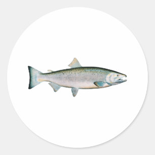 Coho - Silver Salmon (oceaanfase) Ronde Sticker