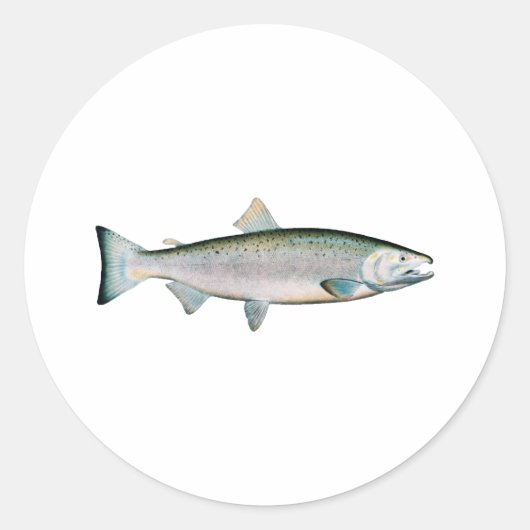 Coho - Silver Salmon (oceaanfase) Ronde Sticker (Voorkant)