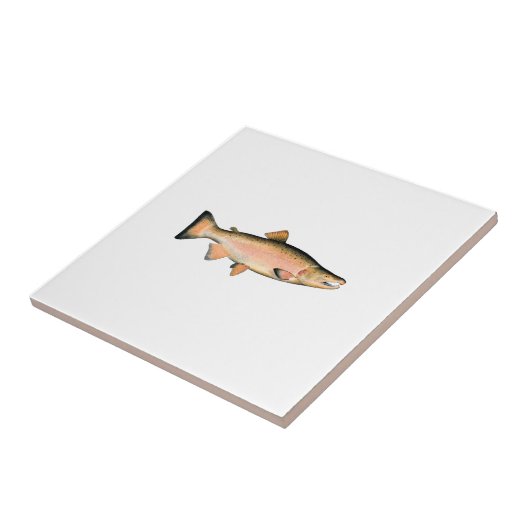 Coho - Silver Salmon (paaifase) Tegeltje (Zijkant)