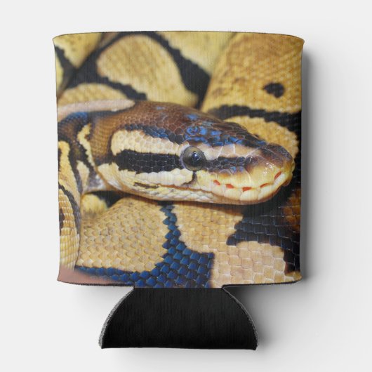 Coiled Ball Python Face Closeup Blikjeskoeler (Achterkant)