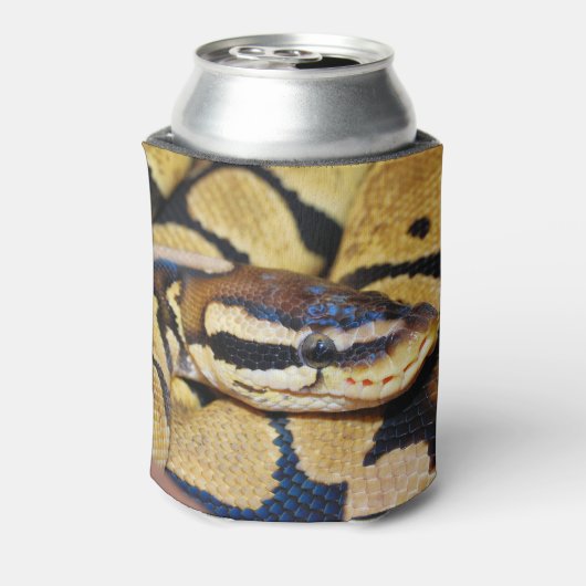 Coiled Ball Python Face Closeup Blikjeskoeler (Blikje Achterkant)