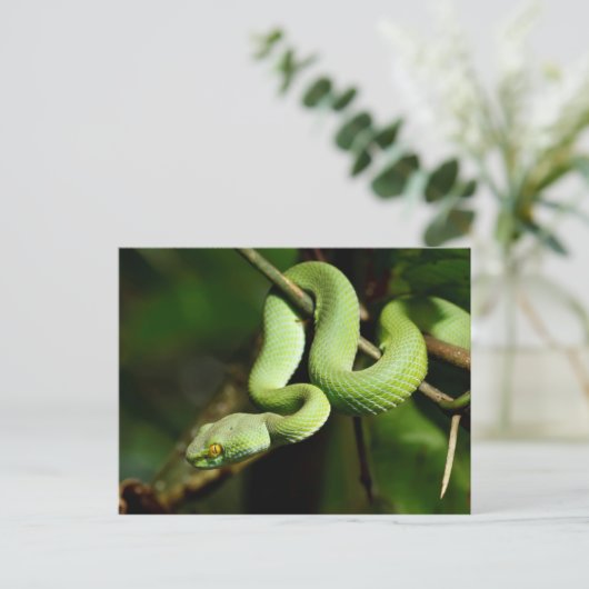 Coiled Green Tree Snake Briefkaart (Staand voorkant)