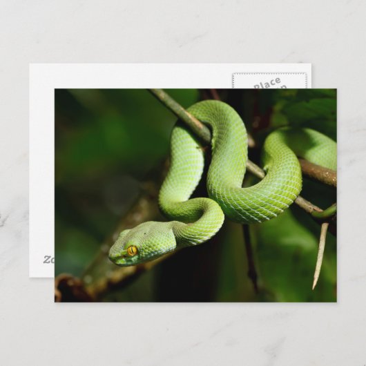 Coiled Green Tree Snake Briefkaart (Voorkant / Achterkant)