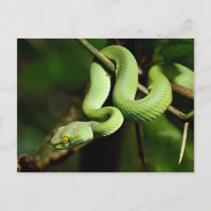 Coiled Green Tree Snake Briefkaart