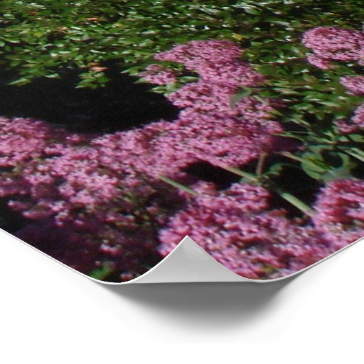 Coit Tower San Francisco Poster (Hoek)