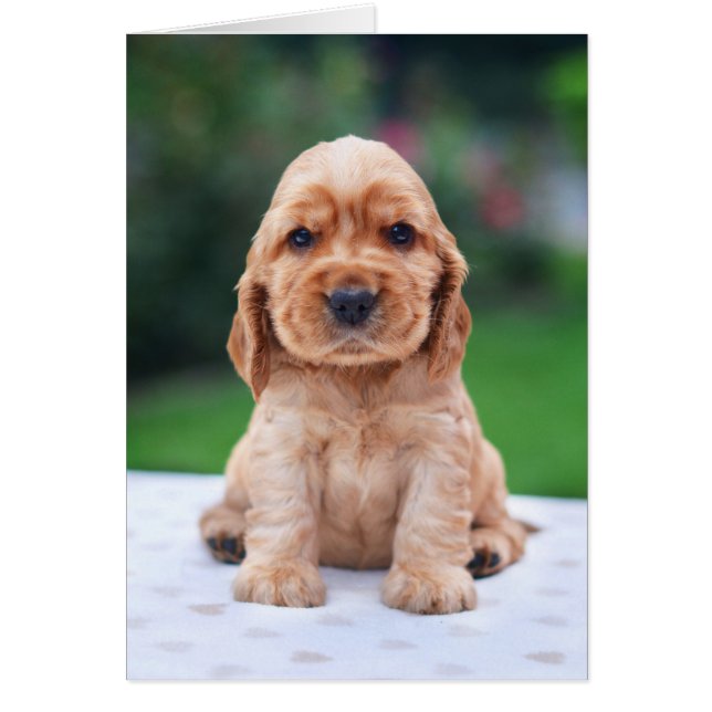 Coker Spaniel Puppy (Voorkant)