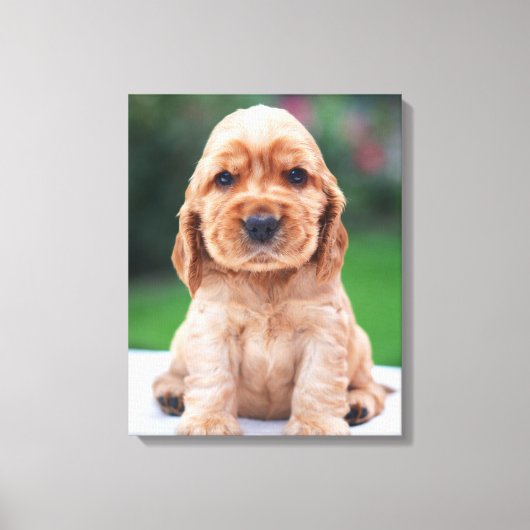 Coker Spaniel Puppy Canvas Afdruk (Voorkant)