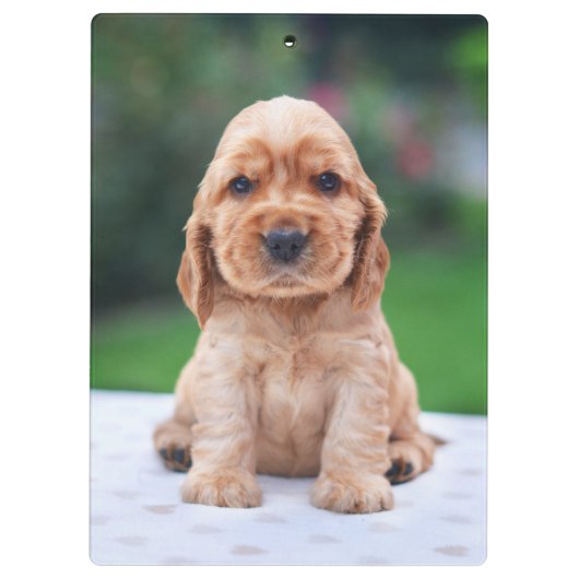 Coker Spaniel Puppy Klembord (Achterkant)