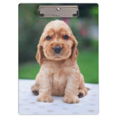 Coker Spaniel Puppy Klembord (Voorkant)