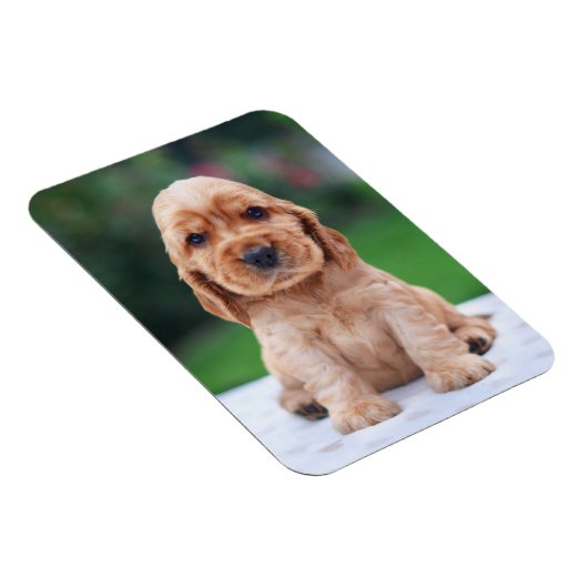 Coker Spaniel Puppy Magneet (Rechterzijde)