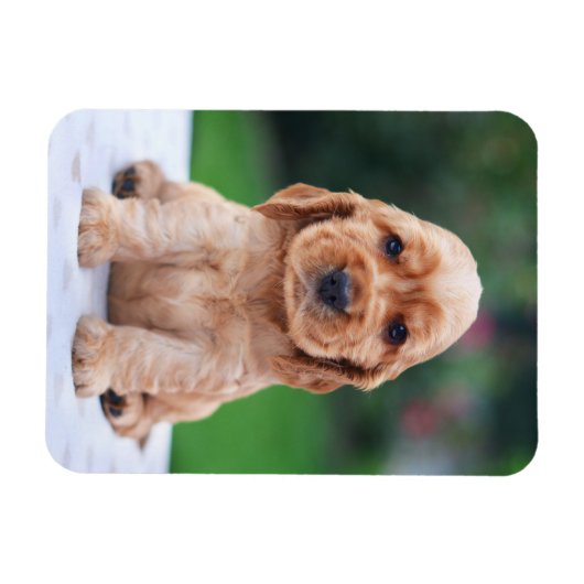 Coker Spaniel Puppy Magneet (Horizontaal)