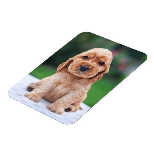 Coker Spaniel Puppy Magneet (Linkerzijde)