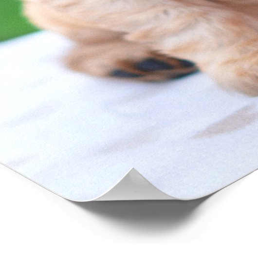 Coker Spaniel Puppy Poster (Hoek)