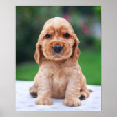 Coker Spaniel Puppy Poster (Voorkant)