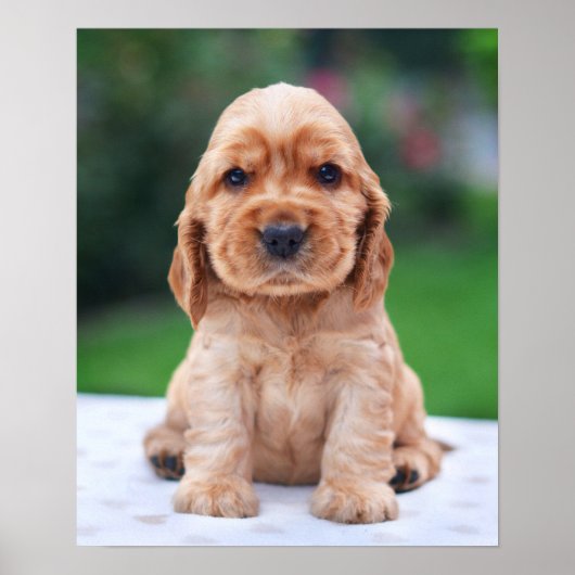 Coker Spaniel Puppy Poster (Voorkant)
