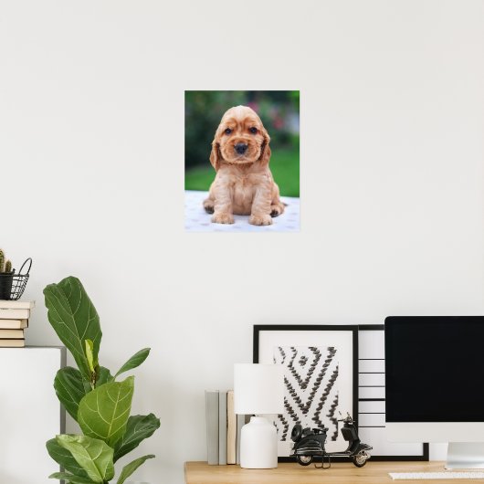 Coker Spaniel Puppy Poster (Thuiskantoor)