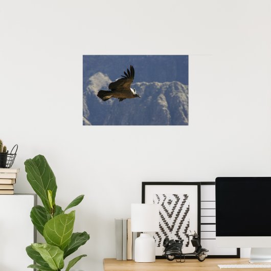 Colca Canyon Condor Poster (Thuiskantoor)