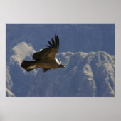 Colca Canyon Condor Poster (Voorkant)
