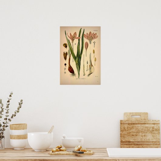 Colchicum Autumnale, bekend als Autumn Crocus Poster (Keuken)