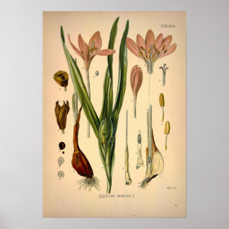 Colchicum Autumnale, bekend als Autumn Crocus Poster