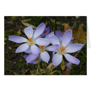 Colchicum herfst