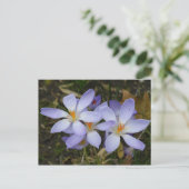 Colchicum herfst briefkaart (Staand voorkant)