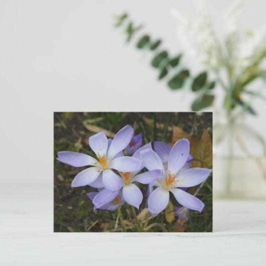 Colchicum herfst briefkaart (Staand voorkant)