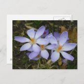 Colchicum herfst briefkaart (Voorkant / Achterkant)