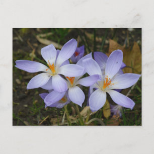 Colchicum herfst briefkaart