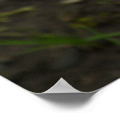 Colchicum herfst poster (Hoek)