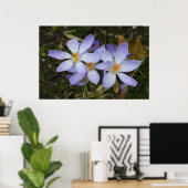 Colchicum herfst poster (Thuiskantoor)