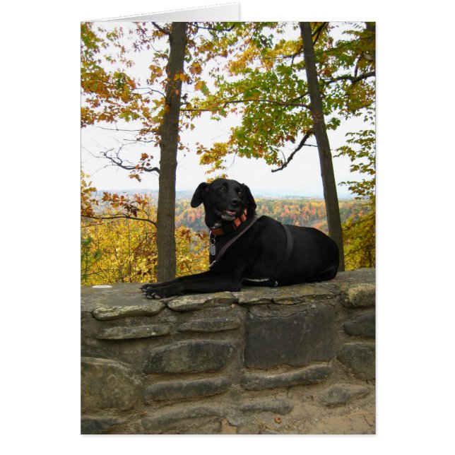 Cole aan de muur (Voorkant)