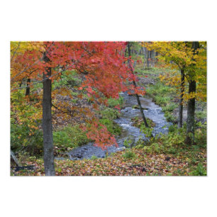 Coles Creek omzoomd met herfst esdoornbomen nabij Foto Afdruk