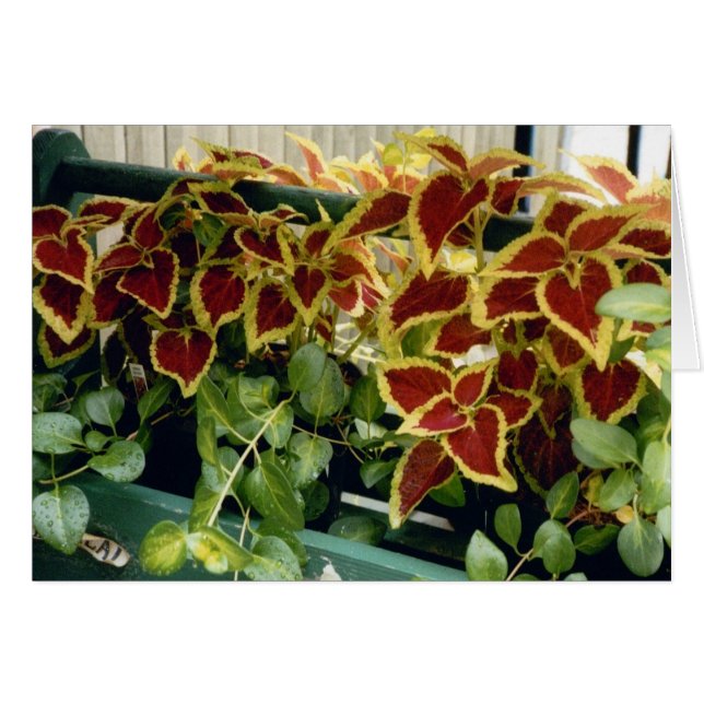 Coleus (Voorkant Horizontaal)