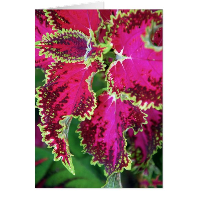 "Coleus #1" (Voorkant)