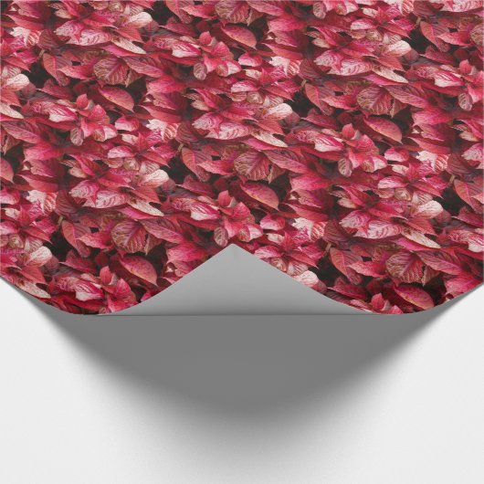 Coleus Cadeaupapier (Hoek)