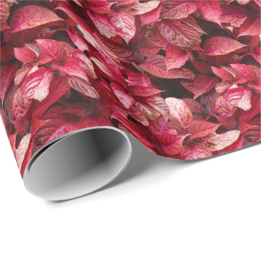 Coleus Cadeaupapier (Rol Hoek)