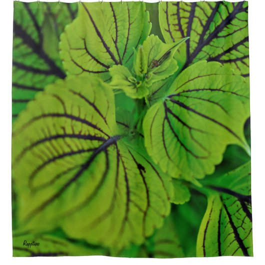 Coleus Fern Shower Curtain Douchegordijn (Voorkant)
