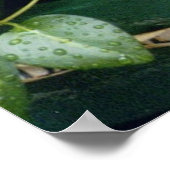 Coleus in Bloei Poster (Hoek)